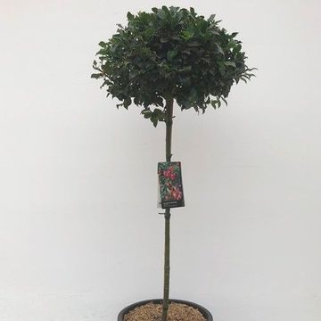 Ilex x meserveae 'Blue Maid'