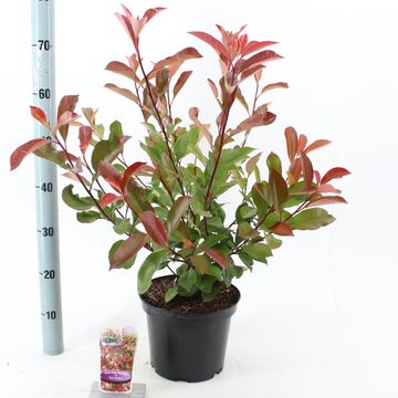 Photinia x fraseri 'Red Robin'