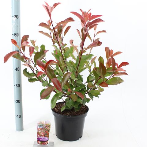 Photinia x fraseri 'Red Robin'