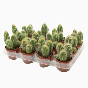 Vatricania guentheri