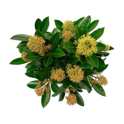 Skimmia japonica MIRACLE