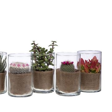 Arrangement Cactus / Succulent