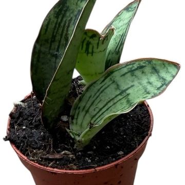 Sansevieria 'Cleopatra'