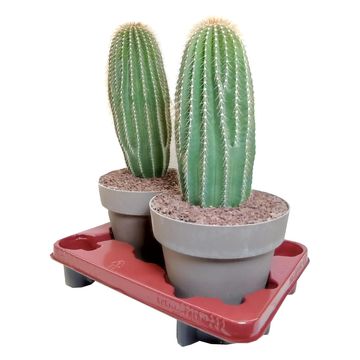 Neobuxbaumia polylopha