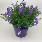 Campanula portenschlagiana 'Blue Ocean'