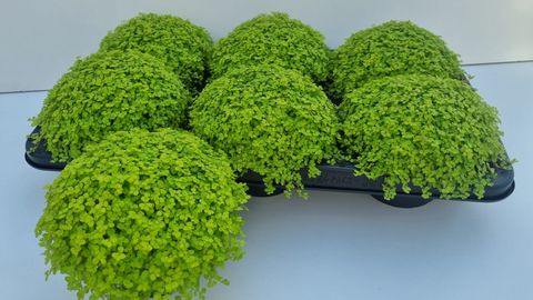 Soleirolia soleirolii