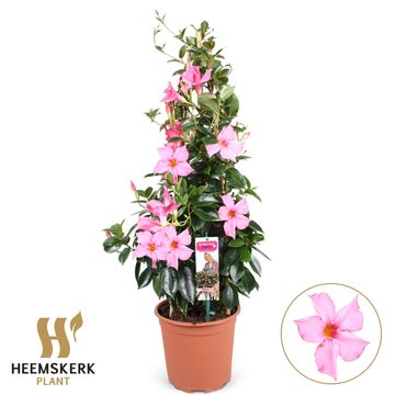Mandevilla SUMMERSTAR PINK MAGIC