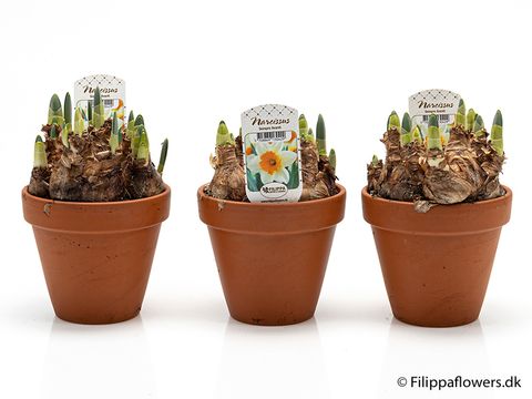 Narcissus 'Sempre Avanti'