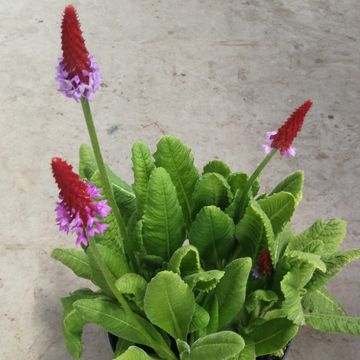 Primula vialii