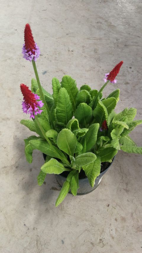 Primula vialii