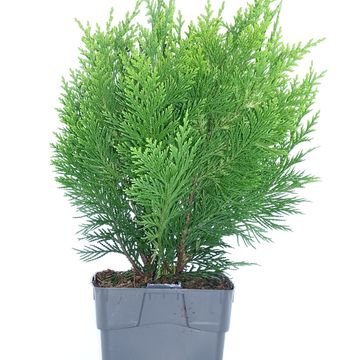 Chamaecyparis lawsoniana 'Ivonne'