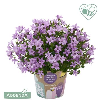Campanula portenschlagiana AMBELLA MIX