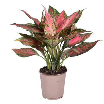 Aglaonema 'Point Star'