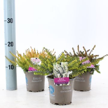 Erica x darleyensis MIX