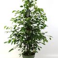 Ficus benjamina 'Exotica'