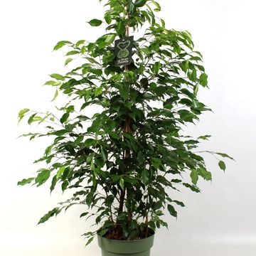 Ficus benjamina 'Exotica'