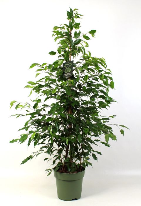 Ficus benjamina 'Exotica'