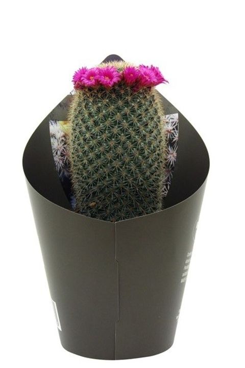 Mammillaria spinosissima