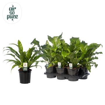 Asplenium nidus