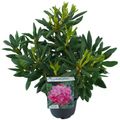 Rhododendron 'Розеум Элеганс'