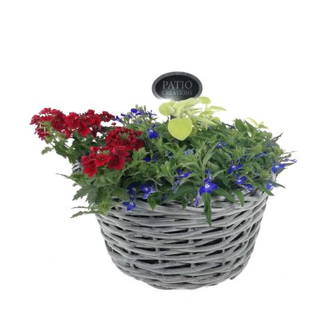 Vaste planten MIX IN POT