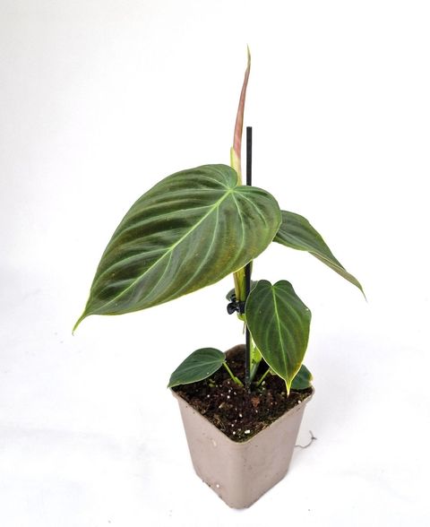 Philodendron 'Splendid'