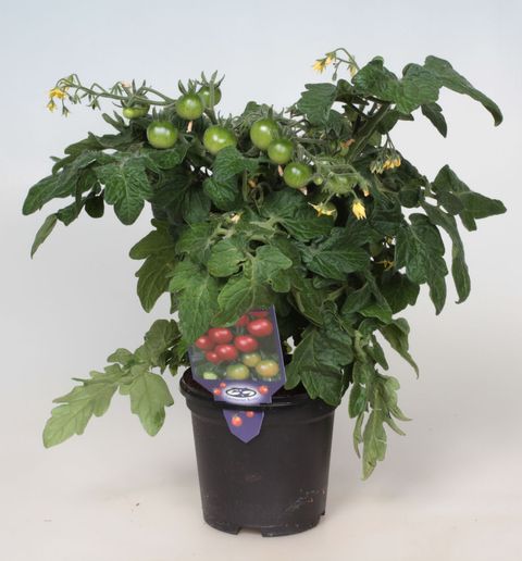 Solanum lycopersicum 'Red Robin'