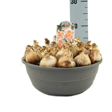 Narcissus 'Apricot Whirl'