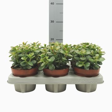 Crassula ovata 'Minor'