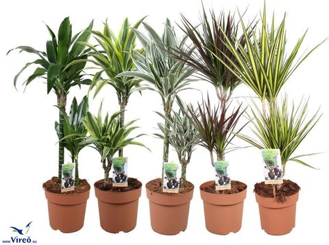 Dracaena MIX