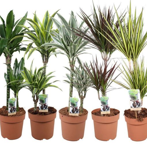 Dracaena MIX