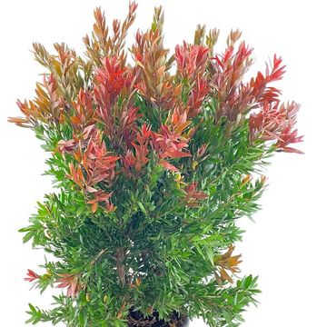 Callistemon 'Red Rocket'