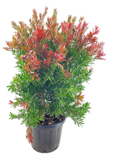 Callistemon 'Red Rocket'