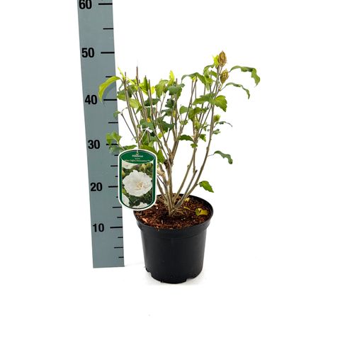 Hibiscus syriacus WHITE CHIFFON