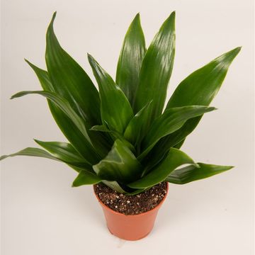 Dracaena fragrans 'Compacta'