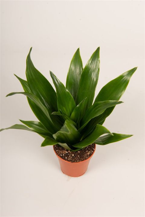 Dracaena fragrans 'Compacta'