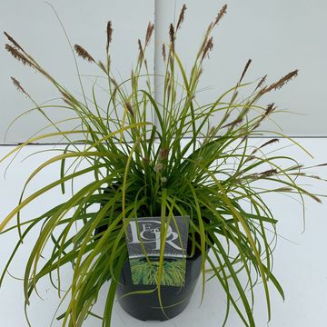 Carex oshimensis EVERCOLOR EVERILLO