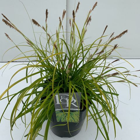 Carex oshimensis EVERCOLOR EVERILLO