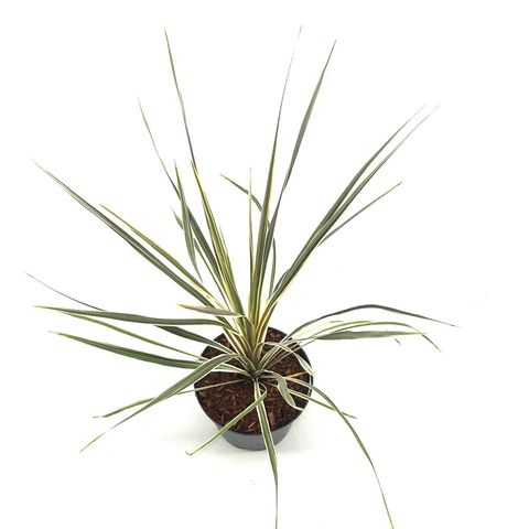 Cordyline australis 'Torbay Dazzler'