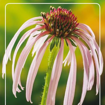 Echinacea simulata