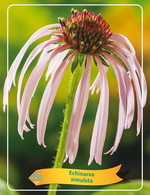 Echinacea simulata