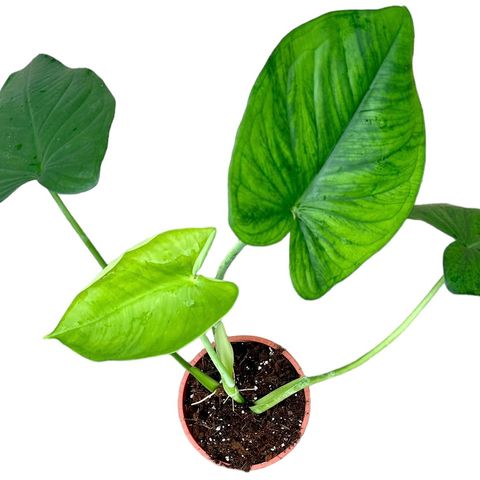 Syngonium chiapense — Plant Wholesale FlorAccess