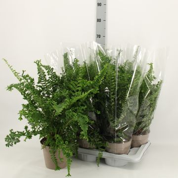 Dryopteris filix-mas 'The King'