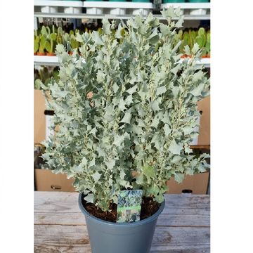 Atriplex nummularia 'Silver Holly'