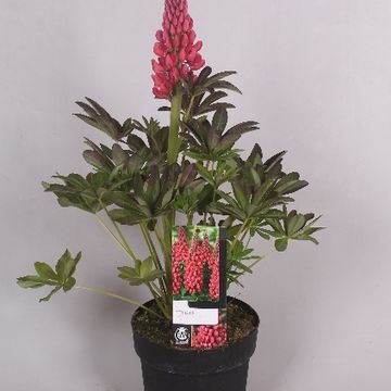 Lupinus WEST COUNTRY MIX