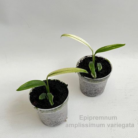 Epipremnum amplissimum 'Variegata'