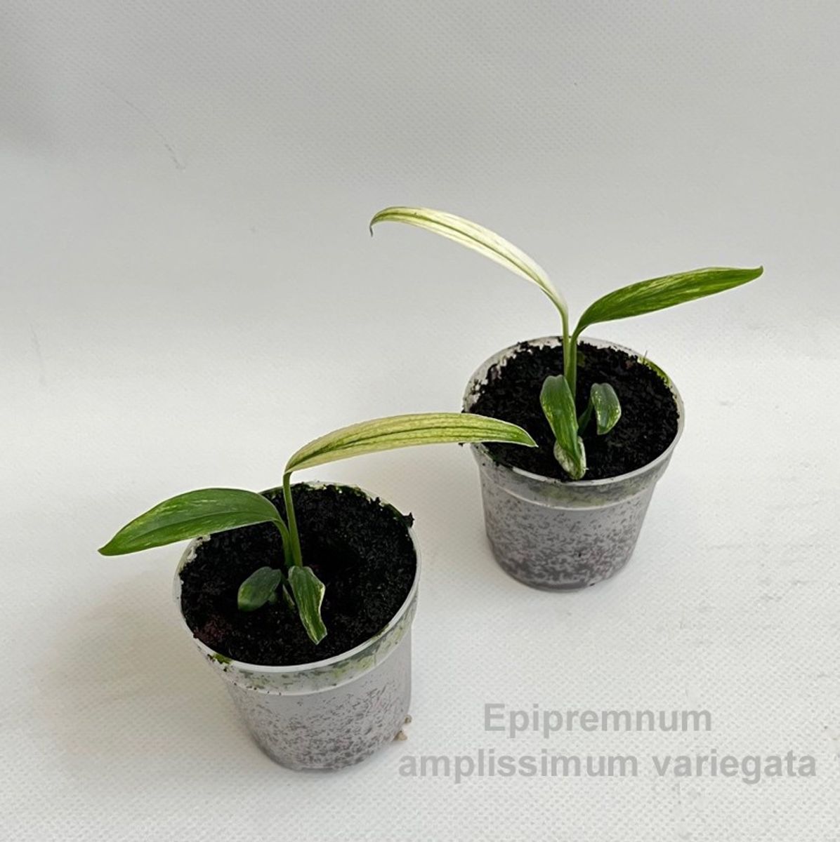 Epipremnum amplissimum 'Variegata'  Pflanzengrohandel FlorAccess