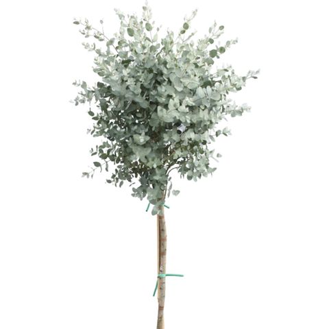 Eucalyptus gunnii — Plant Wholesale FlorAccess