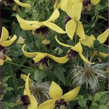 Clematis 'Golden Tiara' (Ta)