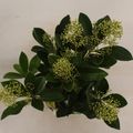 Skimmia japonica 'Finchy'